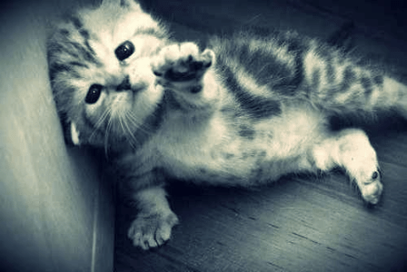 sadcat.gif